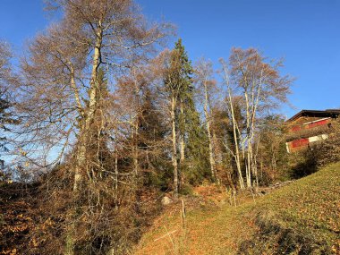 İsviçre Alp Gölü Thun (Thunersee) - İsviçre Kantonu Bern, İsviçre (Kanton Bern, Schweiz)