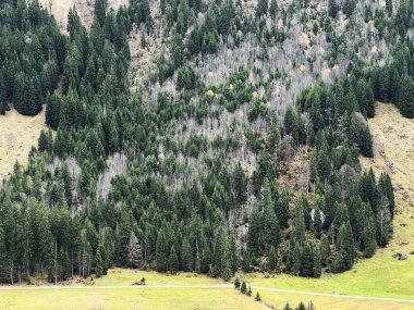 İsviçre 'nin Bernese Oberland bölgesinde kozalaklı ağaçlar ve alp otlaklarıyla Evergreen Ormanı - Immergruener Wald mit Nadelbaeumen und Almwiesen in der Region Berner Oberland, Schweiz