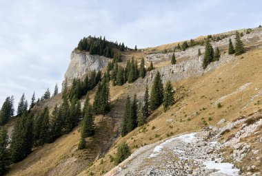 İsviçre 'nin Bernese Oberland bölgesinde kozalaklı ağaçlar ve alp otlaklarıyla Evergreen Ormanı - Immergruener Wald mit Nadelbaeumen und Almwiesen in der Region Berner Oberland, Schweiz