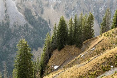 İsviçre 'nin Bernese Oberland bölgesinde kozalaklı ağaçlar ve alp otlaklarıyla Evergreen Ormanı - Immergruener Wald mit Nadelbaeumen und Almwiesen in der Region Berner Oberland, Schweiz