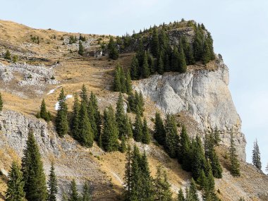 İsviçre 'nin Bernese Oberland bölgesinde kozalaklı ağaçlar ve alp otlaklarıyla Evergreen Ormanı - Immergruener Wald mit Nadelbaeumen und Almwiesen in der Region Berner Oberland, Schweiz