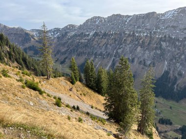 İsviçre 'nin Bernese Oberland bölgesinde kozalaklı ağaçlar ve alp otlaklarıyla Evergreen Ormanı - Immergruener Wald mit Nadelbaeumen und Almwiesen in der Region Berner Oberland, Schweiz