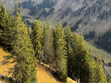 İsviçre 'nin Bernese Oberland bölgesinde kozalaklı ağaçlar ve alp otlaklarıyla Evergreen Ormanı - Immergruener Wald mit Nadelbaeumen und Almwiesen in der Region Berner Oberland, Schweiz