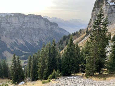 İsviçre 'nin Bernese Oberland bölgesinde kozalaklı ağaçlar ve alp otlaklarıyla Evergreen Ormanı - Immergruener Wald mit Nadelbaeumen und Almwiesen in der Region Berner Oberland, Schweiz