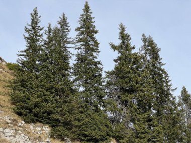 İsviçre 'nin Bernese Oberland bölgesinde kozalaklı ağaçlar ve alp otlaklarıyla Evergreen Ormanı - Immergruener Wald mit Nadelbaeumen und Almwiesen in der Region Berner Oberland, Schweiz