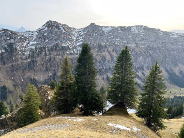 İsviçre 'nin Bernese Oberland bölgesinde kozalaklı ağaçlar ve alp otlaklarıyla Evergreen Ormanı - Immergruener Wald mit Nadelbaeumen und Almwiesen in der Region Berner Oberland, Schweiz
