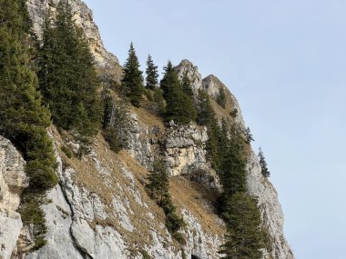 İsviçre 'nin Bernese Oberland bölgesinde kozalaklı ağaçlar ve alp otlaklarıyla Evergreen Ormanı - Immergruener Wald mit Nadelbaeumen und Almwiesen in der Region Berner Oberland, Schweiz