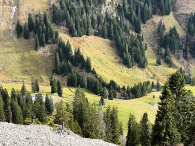 İsviçre 'nin Bernese Oberland bölgesinde kozalaklı ağaçlar ve alp otlaklarıyla Evergreen Ormanı - Immergruener Wald mit Nadelbaeumen und Almwiesen in der Region Berner Oberland, Schweiz