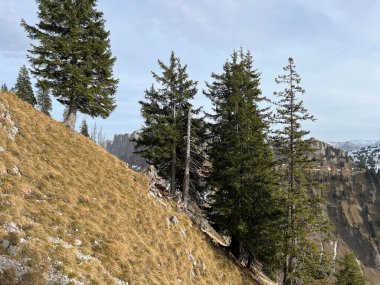 İsviçre 'nin Bernese Oberland bölgesinde kozalaklı ağaçlar ve alp otlaklarıyla Evergreen Ormanı - Immergruener Wald mit Nadelbaeumen und Almwiesen in der Region Berner Oberland, Schweiz