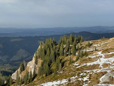 İsviçre 'nin Bernese Oberland bölgesinde kozalaklı ağaçlar ve alp otlaklarıyla Evergreen Ormanı - Immergruener Wald mit Nadelbaeumen und Almwiesen in der Region Berner Oberland, Schweiz