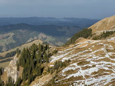 İsviçre 'nin Bernese Oberland bölgesinde kozalaklı ağaçlar ve alp otlaklarıyla Evergreen Ormanı - Immergruener Wald mit Nadelbaeumen und Almwiesen in der Region Berner Oberland, Schweiz