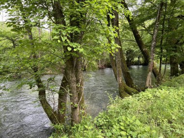 Rjecina Nehri (İtalyanca; Eneo veya Fiumara, Almanca; Flaum veya Pflaum), Hırvatistan - Rijeka Rjecina (Ricina ili Recina), Hrvatska