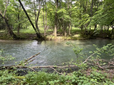 Rjecina Nehri (İtalyanca; Eneo veya Fiumara, Almanca; Flaum veya Pflaum), Hırvatistan - Rijeka Rjecina (Ricina ili Recina), Hrvatska