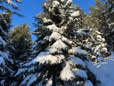 İsviçre Alplerinde ve St. Antonien (St. Antonien) köyünde tipik bir kış atmosferindeki alp ağaçlarının resimli tepe örtüleri (Kanton Graubuenden, Schweiz)