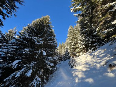 İsviçre Alplerinde ve St. Antonien (St. Antonien) köyünde tipik bir kış atmosferindeki alp ağaçlarının resimli tepe örtüleri (Kanton Graubuenden, Schweiz)