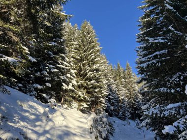 İsviçre Alplerinde ve St. Antonien (St. Antonien) köyünde tipik bir kış atmosferindeki alp ağaçlarının resimli tepe örtüleri (Kanton Graubuenden, Schweiz)