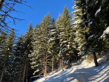 İsviçre Alplerinde ve St. Antonien (St. Antonien) köyünde tipik bir kış atmosferindeki alp ağaçlarının resimli tepe örtüleri (Kanton Graubuenden, Schweiz)