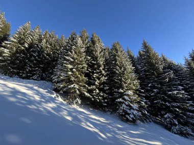 İsviçre Alplerinde ve St. Antonien (St. Antonien) köyünde tipik bir kış atmosferindeki alp ağaçlarının resimli tepe örtüleri (Kanton Graubuenden, Schweiz)