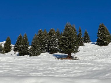 İsviçre Alplerinde ve St. Antonien (St. Antonien) köyünde tipik bir kış atmosferindeki alp ağaçlarının resimli tepe örtüleri (Kanton Graubuenden, Schweiz)