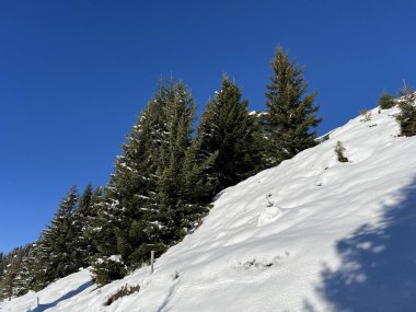 İsviçre Alplerinde ve St. Antonien (St. Antonien) köyünde tipik bir kış atmosferindeki alp ağaçlarının resimli tepe örtüleri (Kanton Graubuenden, Schweiz)