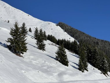 İsviçre Alplerinde ve St. Antonien (St. Antonien) köyünde tipik bir kış atmosferindeki alp ağaçlarının resimli tepe örtüleri (Kanton Graubuenden, Schweiz)