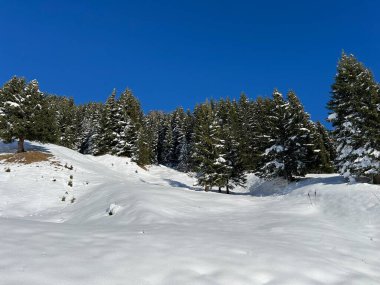 İsviçre Alplerinde ve St. Antonien (St. Antonien) köyünde tipik bir kış atmosferindeki alp ağaçlarının resimli tepe örtüleri (Kanton Graubuenden, Schweiz)
