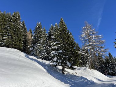 İsviçre Alplerinde ve St. Antonien (St. Antonien) köyünde tipik bir kış atmosferindeki alp ağaçlarının resimli tepe örtüleri (Kanton Graubuenden, Schweiz)
