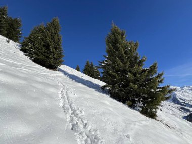 İsviçre Alpleri 'nin taze dağlık kar örtüsünde ve St. Antonien (St. Antoenien) Kanton of Grisons, İsviçre (Kanton Graubuenden, Schweiz)