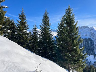 İsviçre Alplerinde ve St. Antonien (St. Antoenien) köyünde tipik bir kış atmosferindeki alp ağaçlarının resimli tepe örtüleri (Kanton Graubuenden, Schweiz)