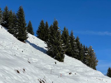 İsviçre Alplerinde ve St. Antonien (St. Antoenien) köyünde tipik bir kış atmosferindeki alp ağaçlarının resimli tepe örtüleri (Kanton Graubuenden, Schweiz)
