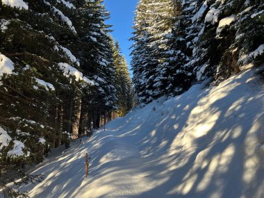 Alp ormanları tipik bir kış ortamında ve İsviçre Alp Dağları 'nda taze kar örtüsü altında St. Antonien (St. Antoenien) - İsviçre Grisonlar Kantonu, İsviçre (Kanton Graubuenden, Schweiz)