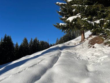 Alp ormanları tipik bir kış ortamında ve İsviçre Alp Dağları 'nda taze kar örtüsü altında St. Antonien (St. Antoenien) - İsviçre Grisonlar Kantonu, İsviçre (Kanton Graubuenden, Schweiz)