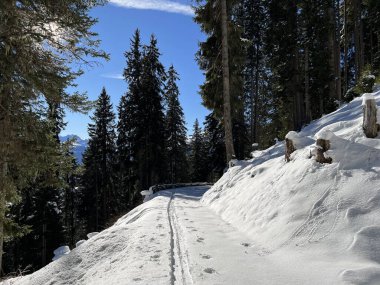 Alp ormanları tipik bir kış ortamında ve İsviçre Alp Dağları 'nda taze kar örtüsü altında St. Antonien (St. Antoenien) - İsviçre Grisonlar Kantonu, İsviçre (Kanton Graubuenden, Schweiz)