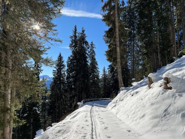 Alp ormanları tipik bir kış ortamında ve İsviçre Alp Dağları 'nda taze kar örtüsü altında St. Antonien (St. Antoenien) - İsviçre Grisonlar Kantonu, İsviçre (Kanton Graubuenden, Schweiz)