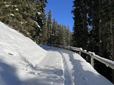 Alp ormanları tipik bir kış ortamında ve İsviçre Alp Dağları 'nda taze kar örtüsü altında St. Antonien (St. Antoenien) - İsviçre Grisonlar Kantonu, İsviçre (Kanton Graubuenden, Schweiz)