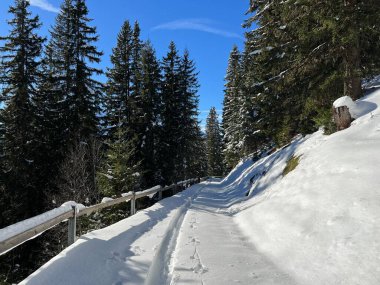 Alp ormanları tipik bir kış ortamında ve İsviçre Alp Dağları 'nda taze kar örtüsü altında St. Antonien (St. Antoenien) - İsviçre Grisonlar Kantonu, İsviçre (Kanton Graubuenden, Schweiz)