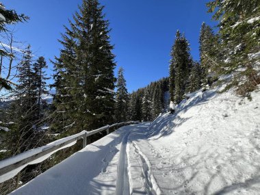 Alp ormanları tipik bir kış ortamında ve İsviçre Alp Dağları 'nda taze kar örtüsü altında St. Antonien (St. Antoenien) - İsviçre Grisonlar Kantonu, İsviçre (Kanton Graubuenden, Schweiz)