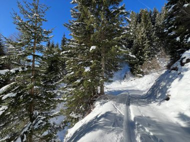 Alp ormanları tipik bir kış ortamında ve İsviçre Alp Dağları 'nda taze kar örtüsü altında St. Antonien (St. Antoenien) - İsviçre Grisonlar Kantonu, İsviçre (Kanton Graubuenden, Schweiz)