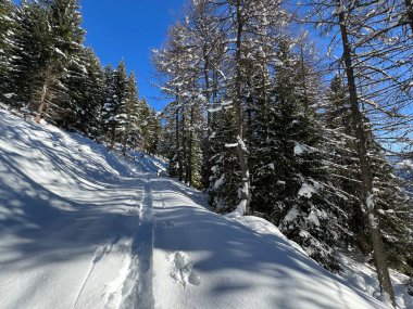 Alp ormanları tipik bir kış ortamında ve İsviçre Alp Dağları 'nda taze kar örtüsü altında St. Antonien (St. Antoenien) - İsviçre Grisonlar Kantonu, İsviçre (Kanton Graubuenden, Schweiz)