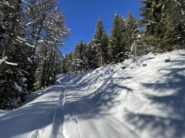 Alp ormanları tipik bir kış ortamında ve İsviçre Alp Dağları 'nda taze kar örtüsü altında St. Antonien (St. Antoenien) - İsviçre Grisonlar Kantonu, İsviçre (Kanton Graubuenden, Schweiz)