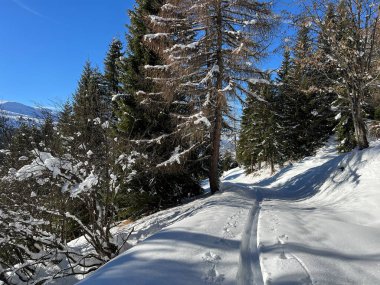 Alp ormanları tipik bir kış ortamında ve İsviçre Alp Dağları 'nda taze kar örtüsü altında St. Antonien (St. Antoenien) - İsviçre Grisonlar Kantonu, İsviçre (Kanton Graubuenden, Schweiz)