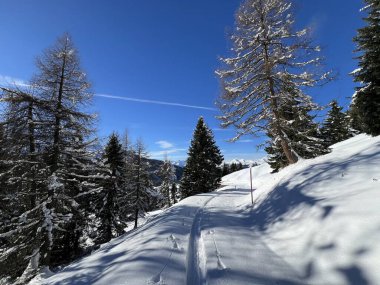 Alp ormanları tipik bir kış ortamında ve İsviçre Alp Dağları 'nda taze kar örtüsü altında St. Antonien (St. Antoenien) - İsviçre Grisonlar Kantonu, İsviçre (Kanton Graubuenden, Schweiz)