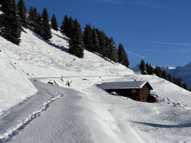 İsviçre 'nin St. Antonien (St. Antoenien) Alp köyündeki eski geleneksel kırsal mimari ve alp çiftlik hayvanları çiftlikleri - İsviçre' nin Grisons Kantonu (Kanton Graubuenden, Schweiz)