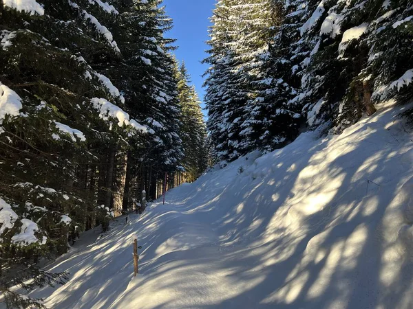 Alp ormanları tipik bir kış ortamında ve İsviçre Alp Dağları 'nda taze kar örtüsü altında St. Antonien (St. Antoenien) - İsviçre Grisonlar Kantonu, İsviçre (Kanton Graubuenden, Schweiz)