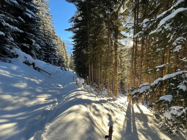Alp ormanları tipik bir kış ortamında ve İsviçre Alp Dağları 'nda taze kar örtüsü altında St. Antonien (St. Antoenien) - İsviçre Grisonlar Kantonu, İsviçre (Kanton Graubuenden, Schweiz)