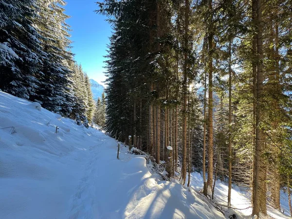 Alp ormanları tipik bir kış ortamında ve İsviçre Alp Dağları 'nda taze kar örtüsü altında St. Antonien (St. Antoenien) - İsviçre Grisonlar Kantonu, İsviçre (Kanton Graubuenden, Schweiz)