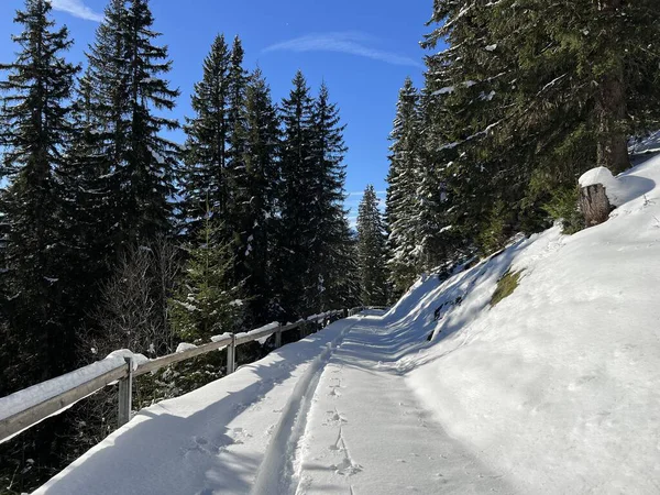 Alp ormanları tipik bir kış ortamında ve İsviçre Alp Dağları 'nda taze kar örtüsü altında St. Antonien (St. Antoenien) - İsviçre Grisonlar Kantonu, İsviçre (Kanton Graubuenden, Schweiz)