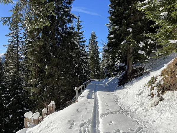 Alp ormanları tipik bir kış ortamında ve İsviçre Alp Dağları 'nda taze kar örtüsü altında St. Antonien (St. Antoenien) - İsviçre Grisonlar Kantonu, İsviçre (Kanton Graubuenden, Schweiz)