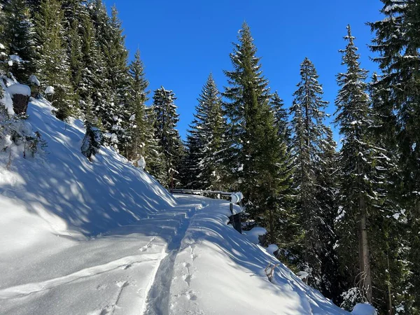 Alp ormanları tipik bir kış ortamında ve İsviçre Alp Dağları 'nda taze kar örtüsü altında St. Antonien (St. Antoenien) - İsviçre Grisonlar Kantonu, İsviçre (Kanton Graubuenden, Schweiz)