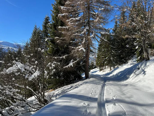 Alp ormanları tipik bir kış ortamında ve İsviçre Alp Dağları 'nda taze kar örtüsü altında St. Antonien (St. Antoenien) - İsviçre Grisonlar Kantonu, İsviçre (Kanton Graubuenden, Schweiz)